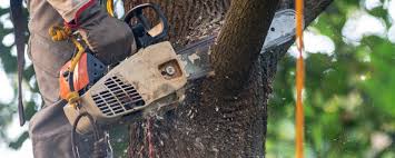 Best Tree Mulching  in Jacksboro, TX