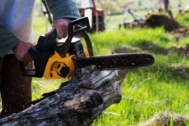 Best Stump Grinding and Removal  in Jacksboro, TX