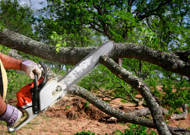 Best Tree Mulching  in Jacksboro, TX